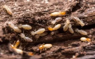 Recognizing the Signs of Termites in Your Home