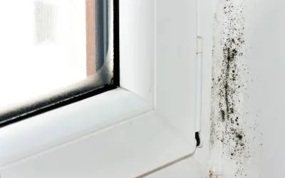 Prevent Mold Growth: Smart Ways to Keep Your Home Healthy