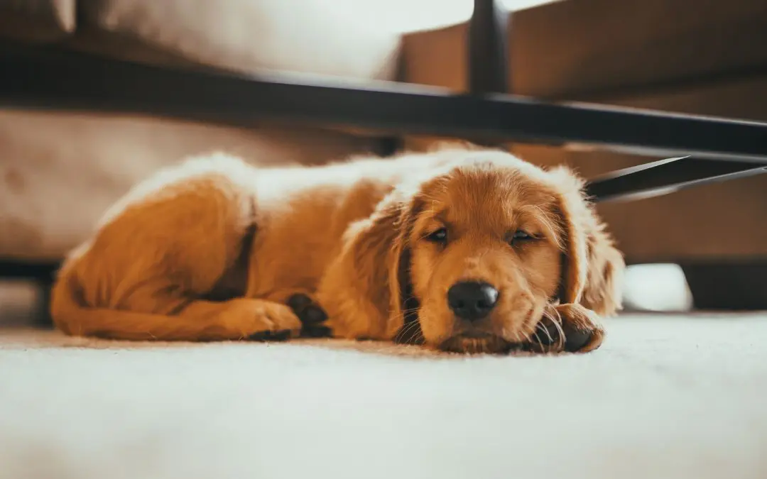 Pet-Proofing Your Home: Steps to Keep Your Companion Safe