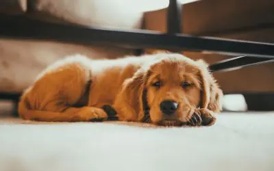 Pet-Proofing Your Home: Steps to Keep Your Companion Safe