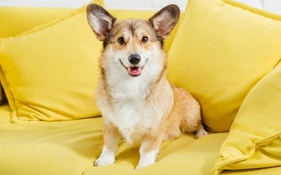 5 Cleaning Tips For Pet Owners