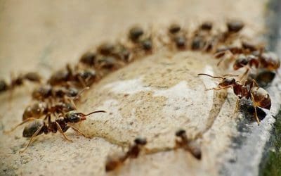 6 Ways to Get Rid of Ants at Home