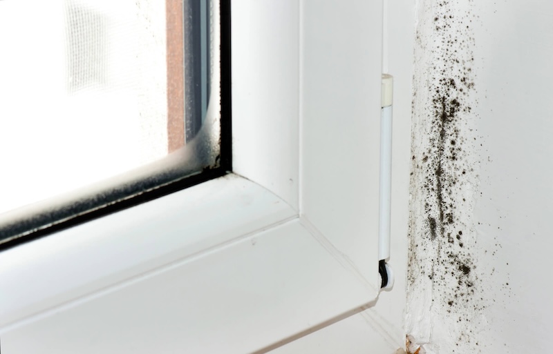 Prevent Mold Growth: Smart Ways to Keep Your Home Healthy